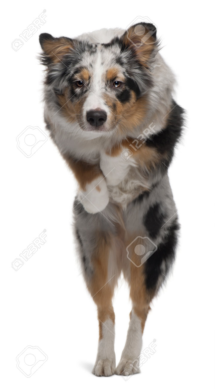 australian shepherd puppy 4 months australian shepherd jumping stock photos u0026 pictures royalty free australian shepherd puppy 4 months australian shepherd jumping stock photos u0026 pictures royalty free