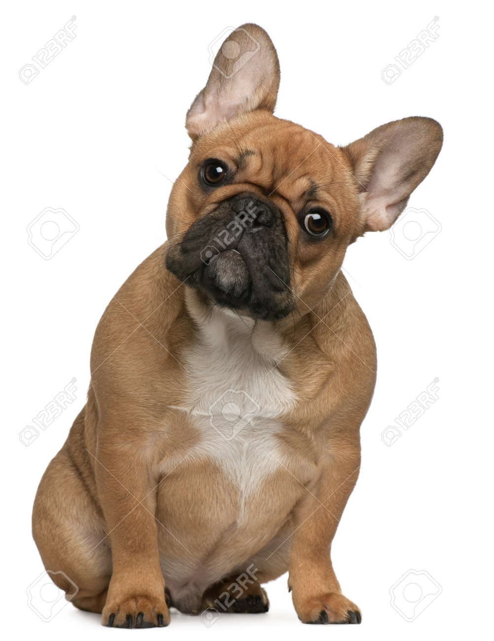 French Bulldog Puppy 5 Months Old Sitting In Front Of White Background Stock Photo Picture And Royalty Free Image Image 8651516 French Bulldog Puppy 5 Months Old Sitting In Front Of White Background Stock Photo Picture And Royalty Free Image Image 8651516