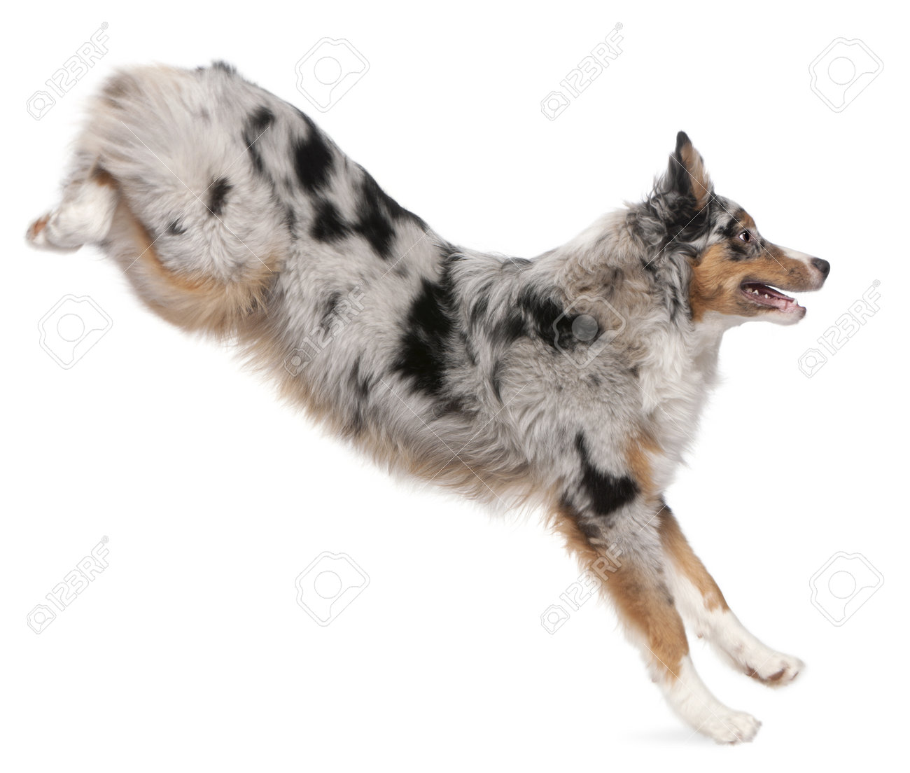 running with australian shepherd running on the spot stock photos royalty free running on the spot running with australian shepherd running on the spot stock photos royalty free running on the spot