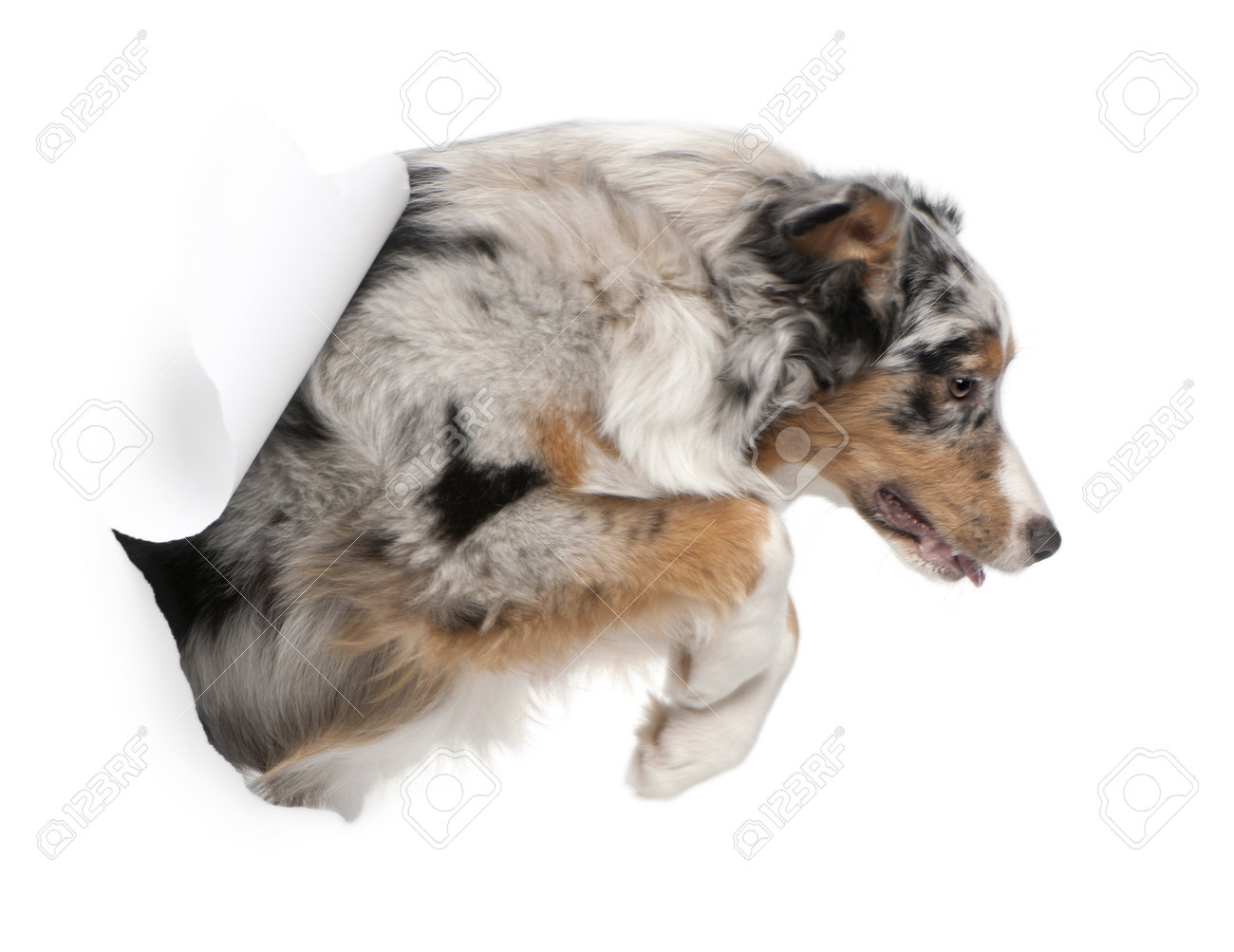 australian shepherd puppy 4 months australian shepherd pup images u0026 stock pictures royalty free australian shepherd puppy 4 months australian shepherd pup images u0026 stock pictures royalty free