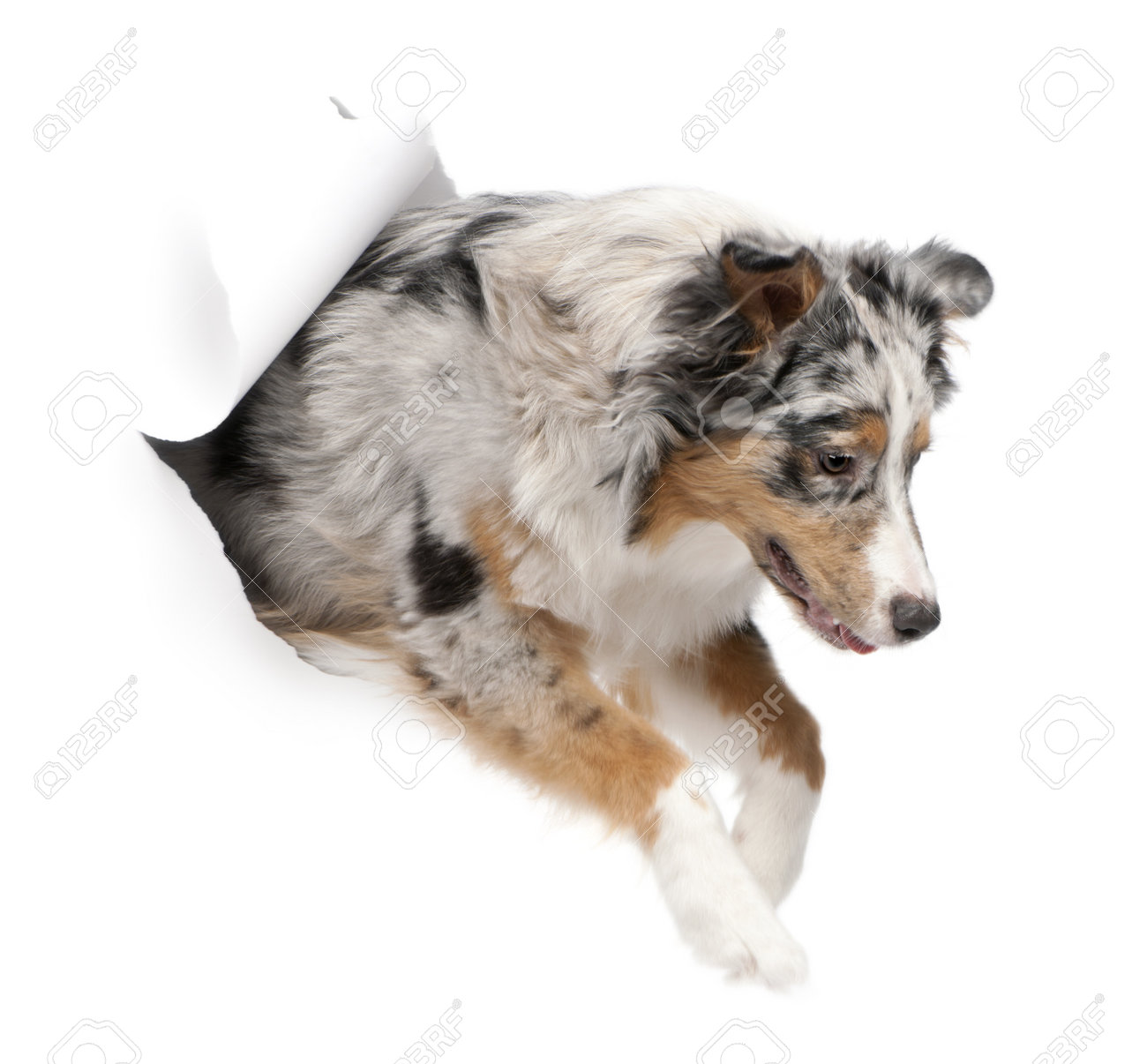 australian shepherd puppy 4 months australian shepherd puppies stock photos royalty free australian australian shepherd puppy 4 months australian shepherd puppies stock photos royalty free australian