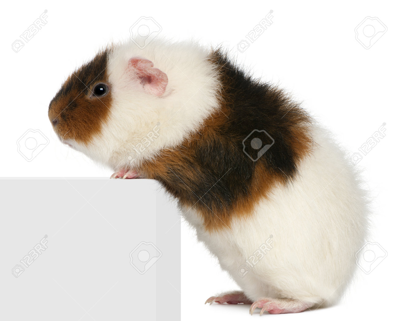 guinea pig teddy