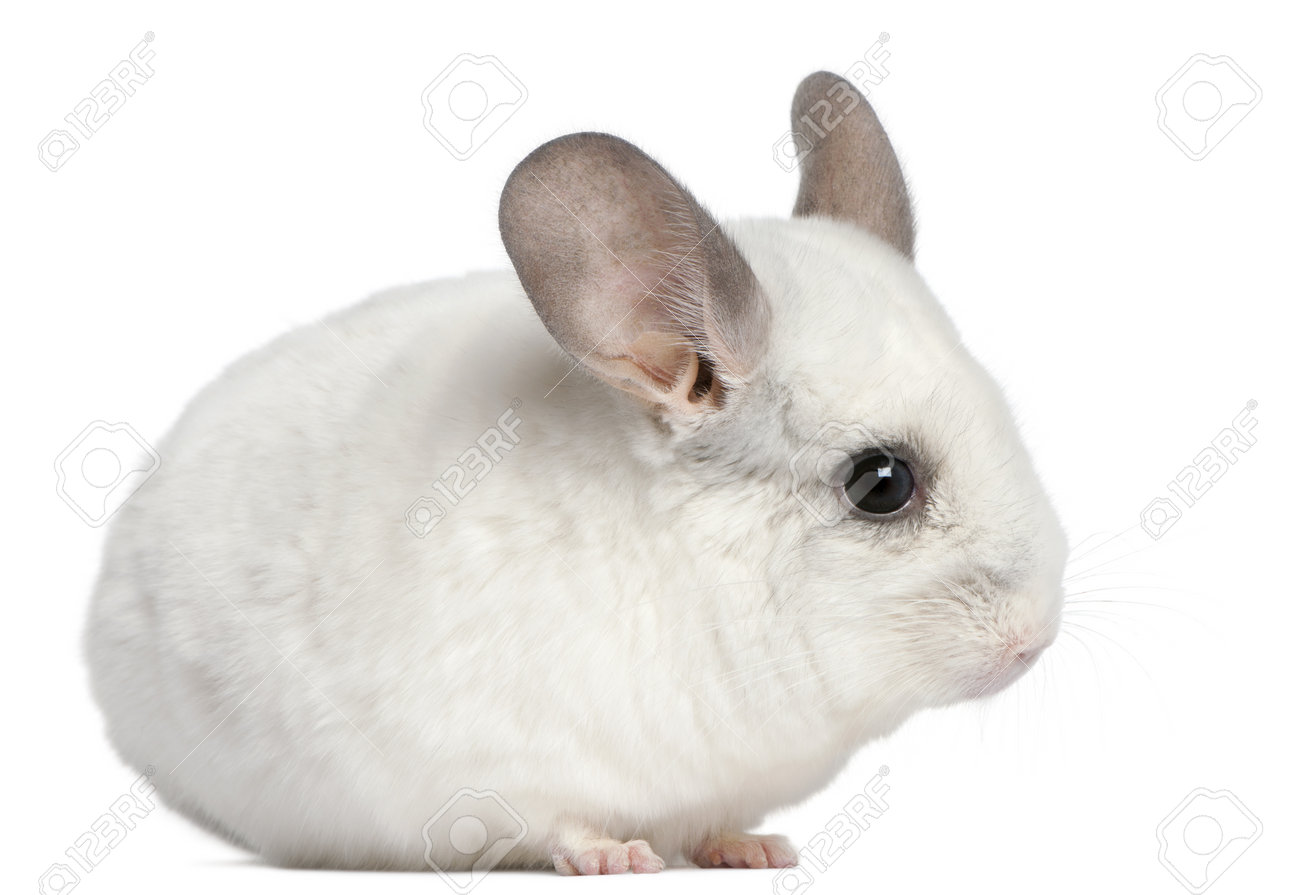 wilson white chinchilla