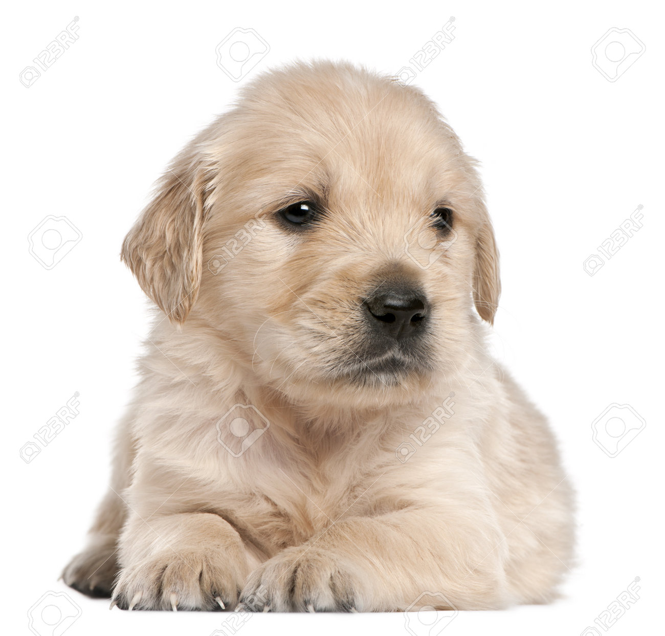 golden retriever puppy 4 weeks