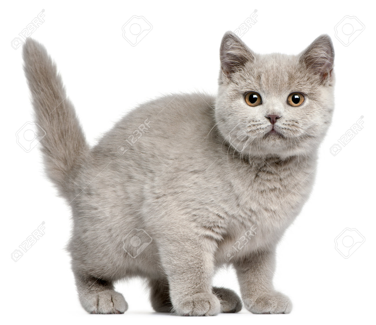 5 month old british shorthair