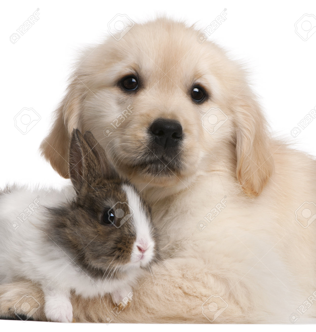 9151406 Close Up Of Golden Retriever Puppy 20 Weeks Old And A Rabbit In Front Of White Background Stock P Scruffy Dogs Golden Retriever Amazing Animal Pictures