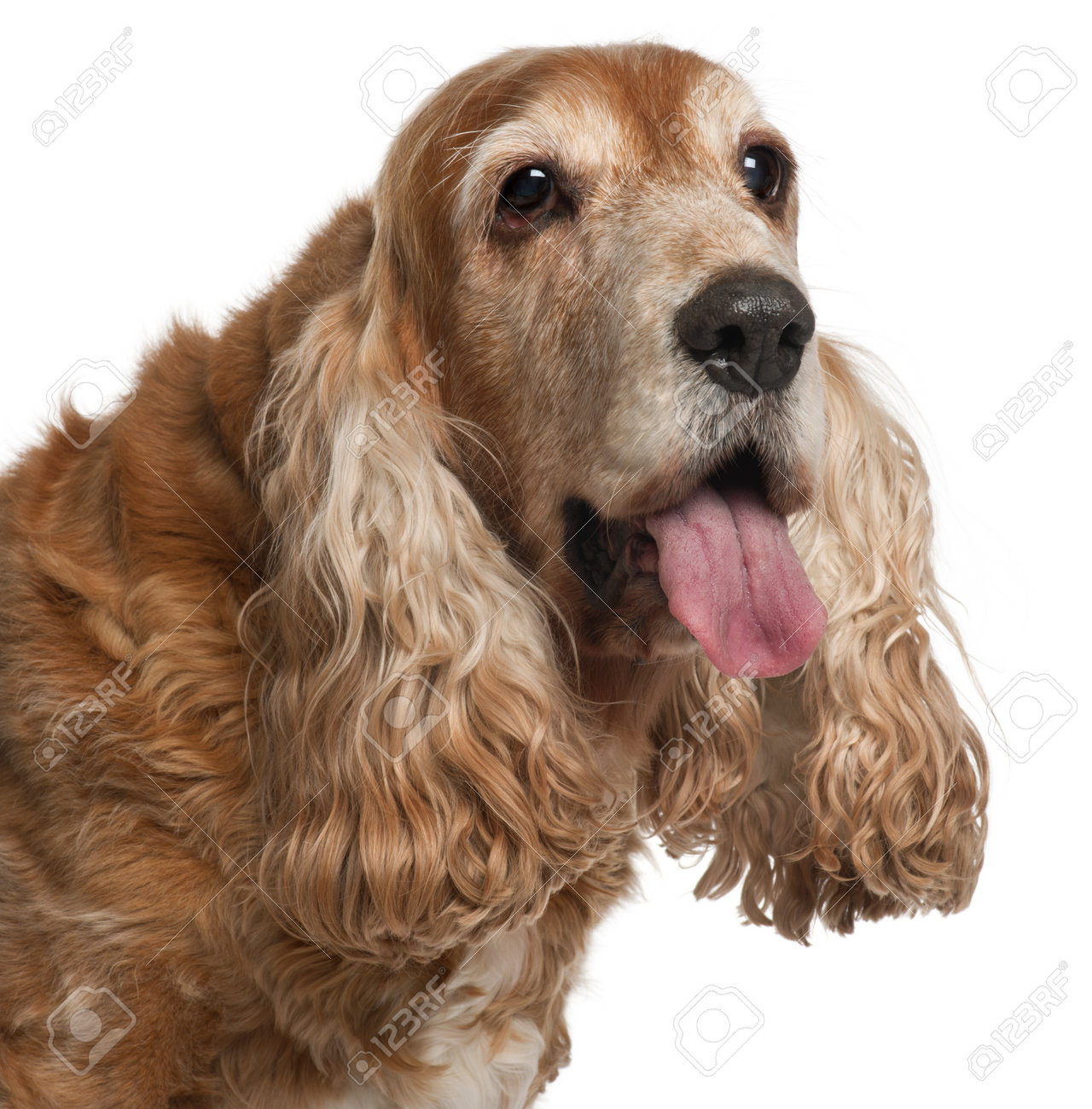 pocket puggles for sale