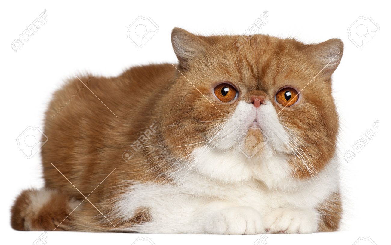 Exotic Shorthair Cat 2 And A Half Years Old Lying In Front