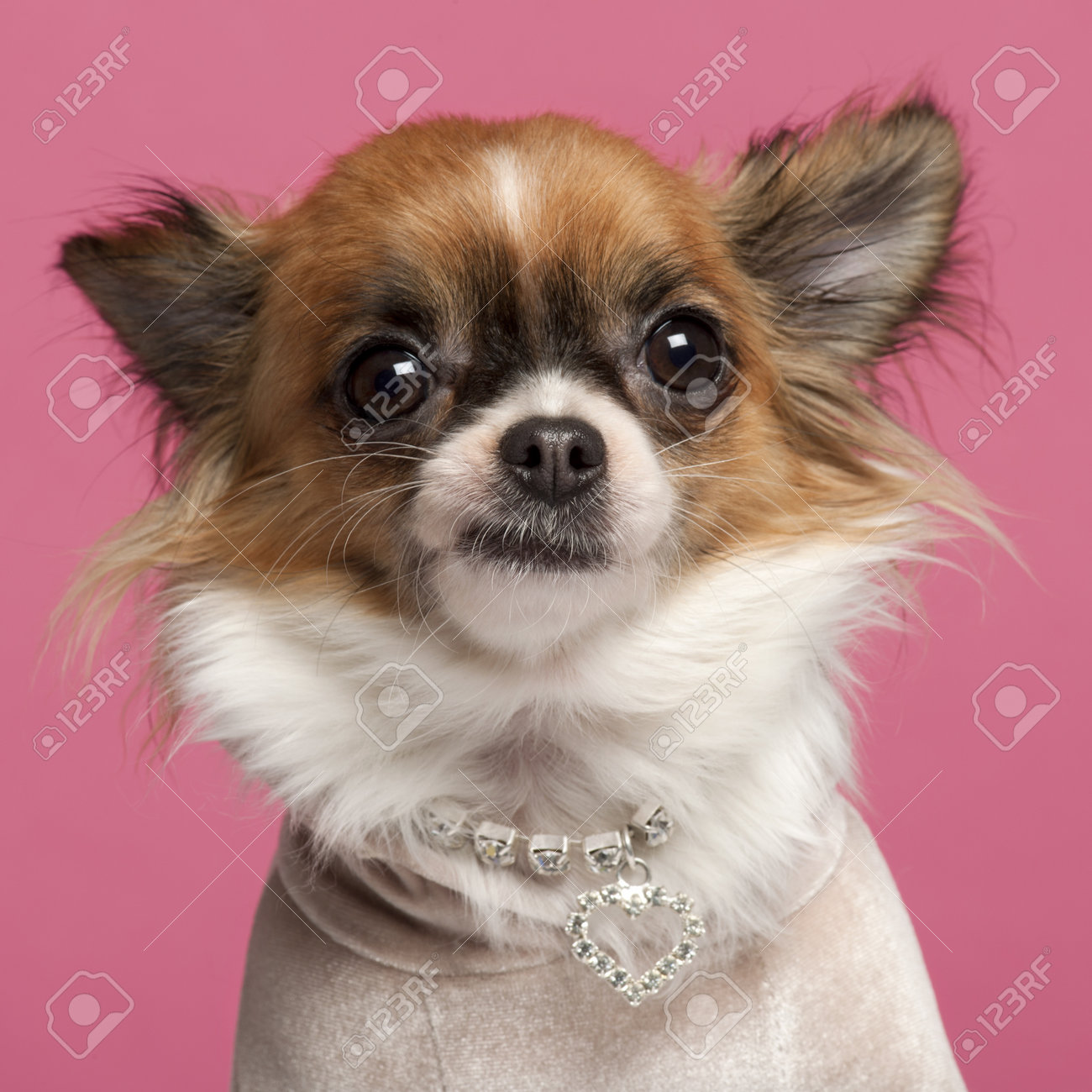 evangers vegetarian dog food