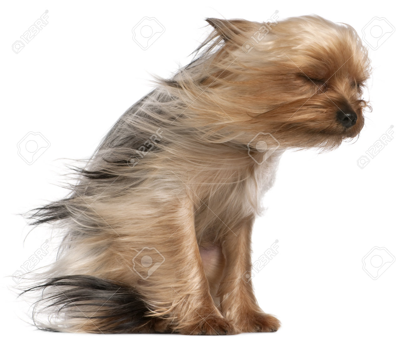 9749061-yorkshire-terrier-con-el-cabello-al-viento-1-a%C3%B1o-de-edad-sentado-en-frente-de-fondo-blanco.jpg