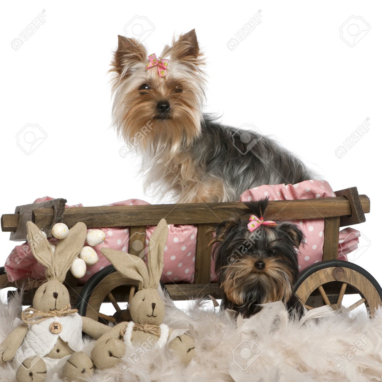 peluche chien yorkshire