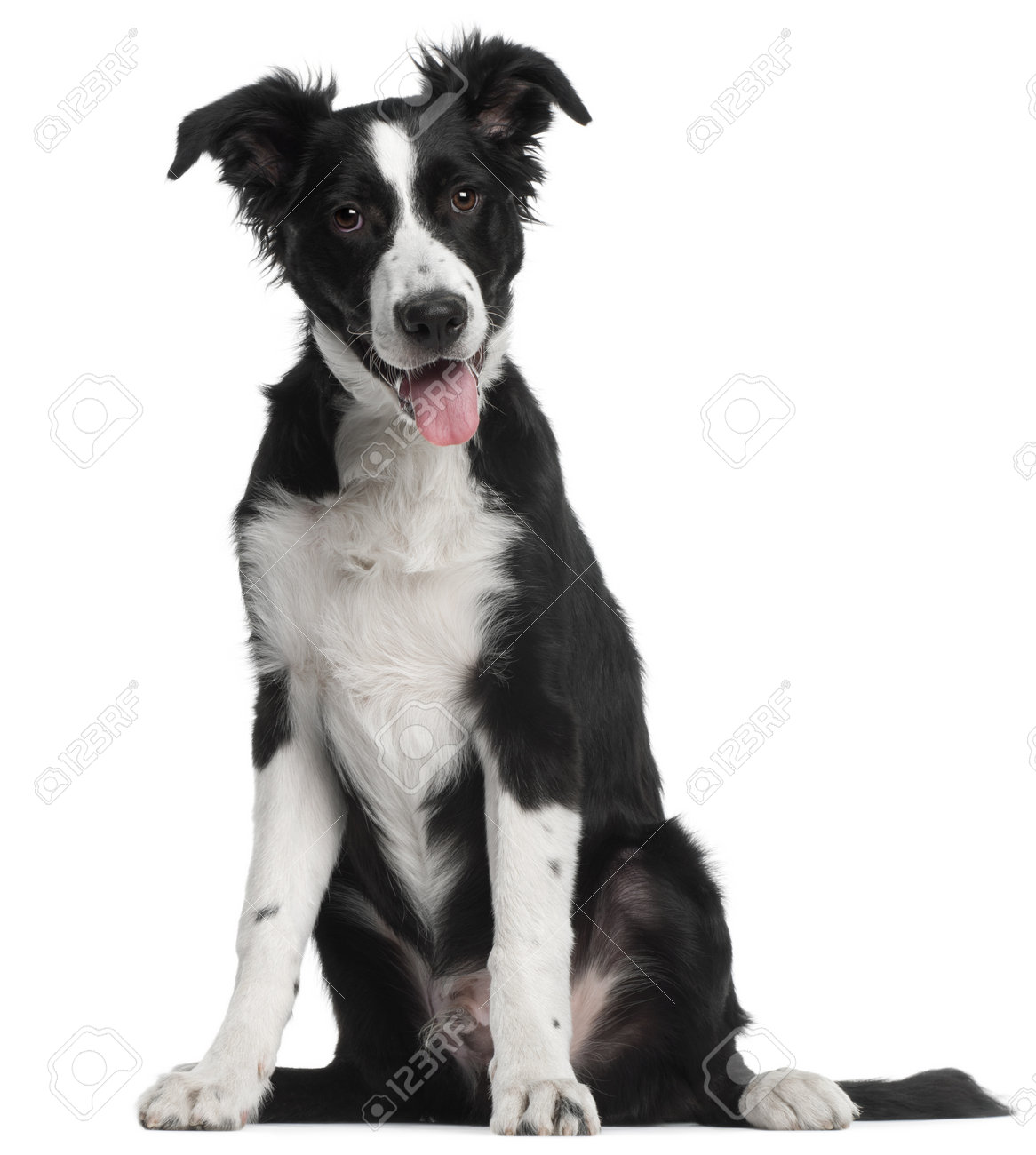 border collie puppy 5 months