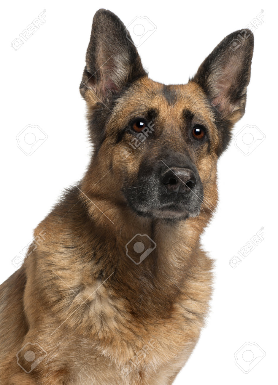 belgian sheepdog german shepherd mix old german shepherd stock photos u0026 pictures royalty free old belgian sheepdog german shepherd mix old german shepherd stock photos u0026 pictures royalty free old