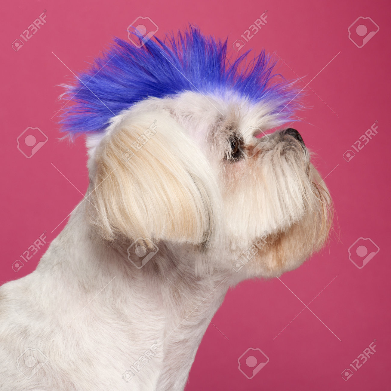 shih tzu with mohawk