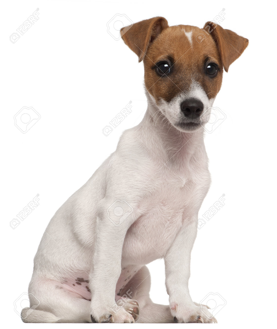 siamese x kittens for sale