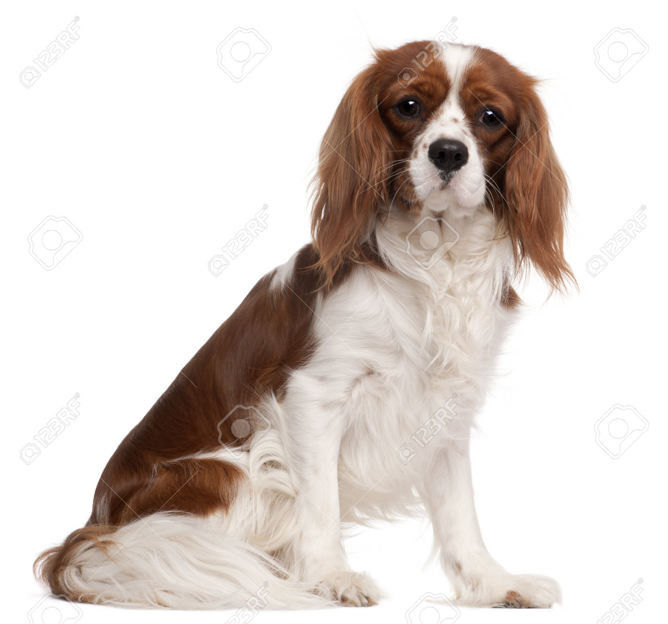 small adult dogs for sale