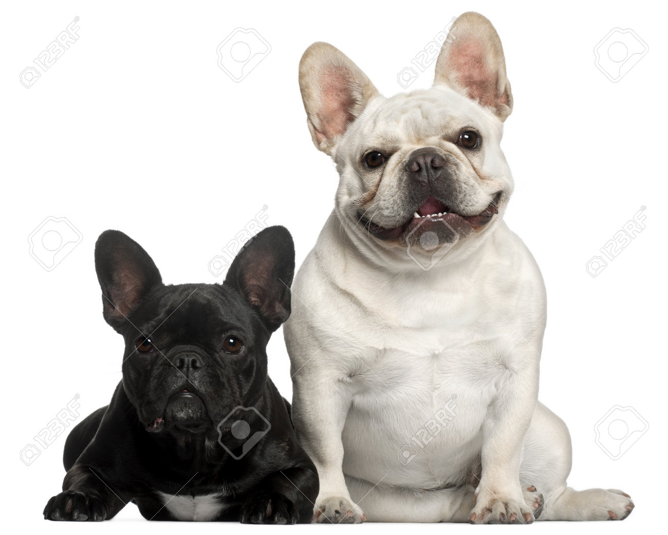 フレンチ ブルドッグ 白い背景の前で 2 歳 の写真素材 画像素材 Image