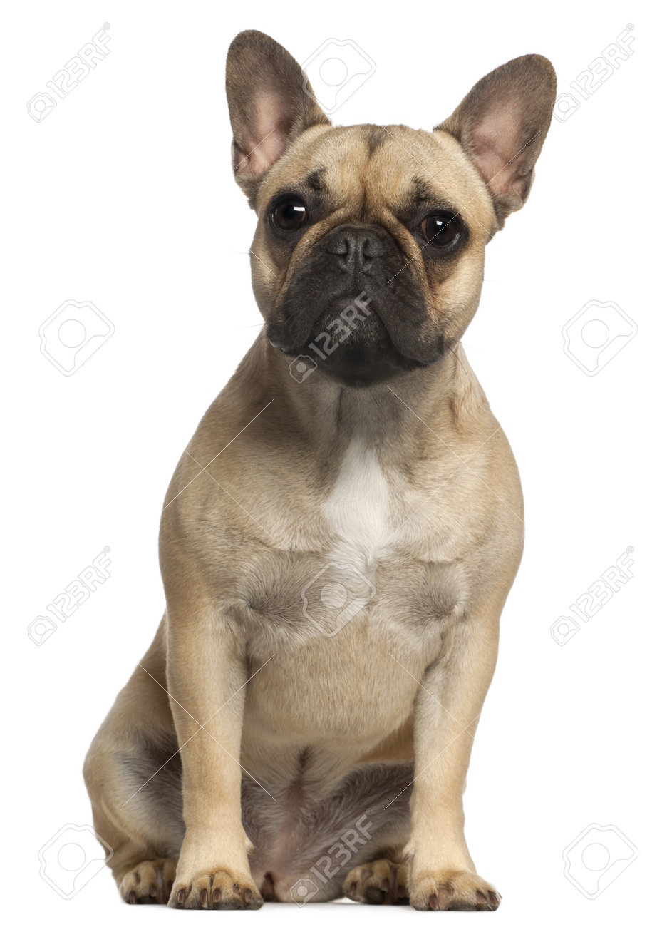 Immagini Stock Bulldog Francese 1 Anno Di Eta Seduto Di Fronte A Sfondo Bianco Image