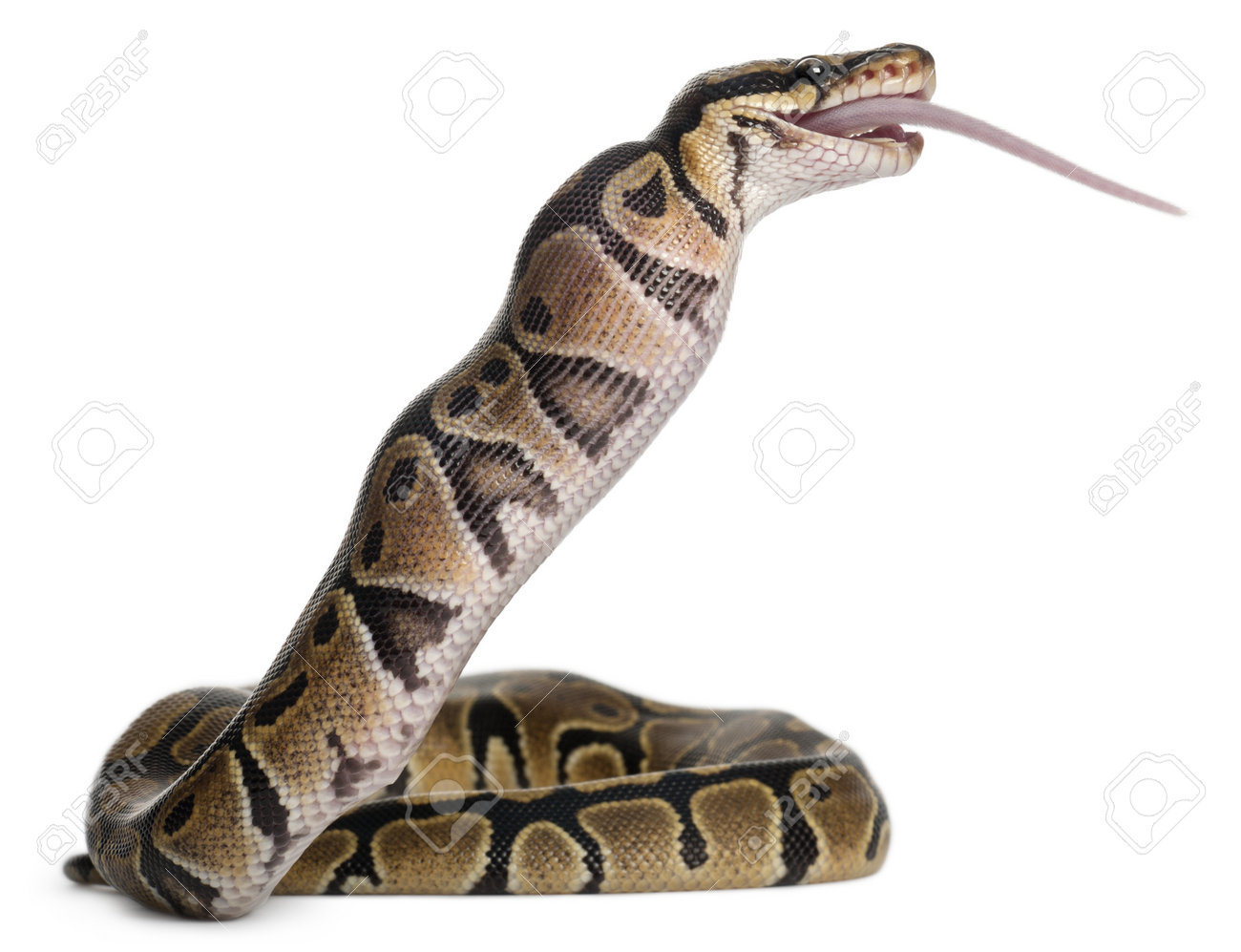 ball python albino python royal python eating mouse ball python regius in front of eating mouse ball python regius ball python albino python royal python eating mouse ball python regius in front of eating mouse ball python regius