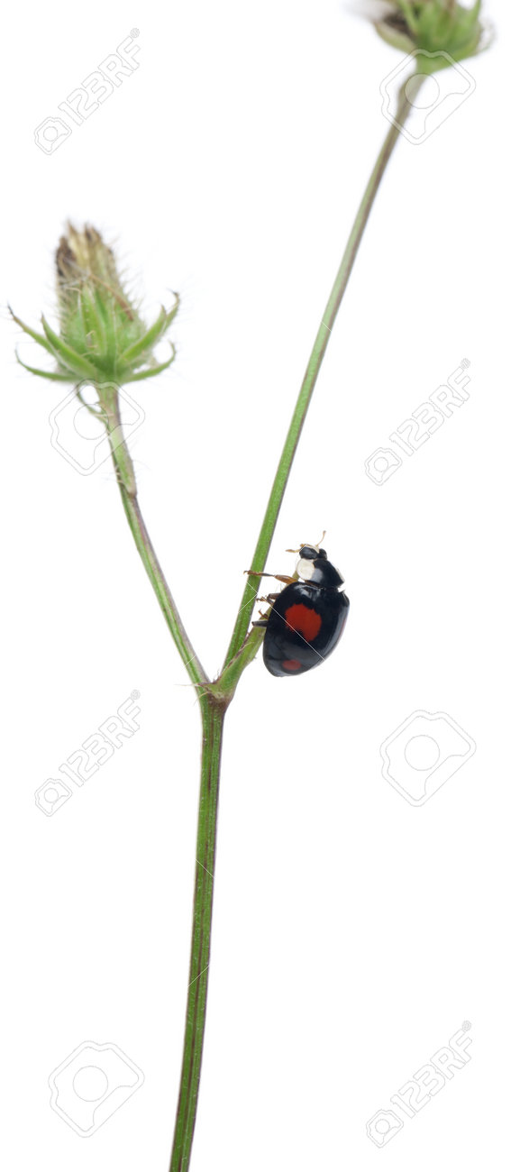 アジア女性カブトムシ または日本のてんとう虫や道化師のテントウムシ ナミテントウ 白い背景の前の植木に の写真素材 画像素材 Image