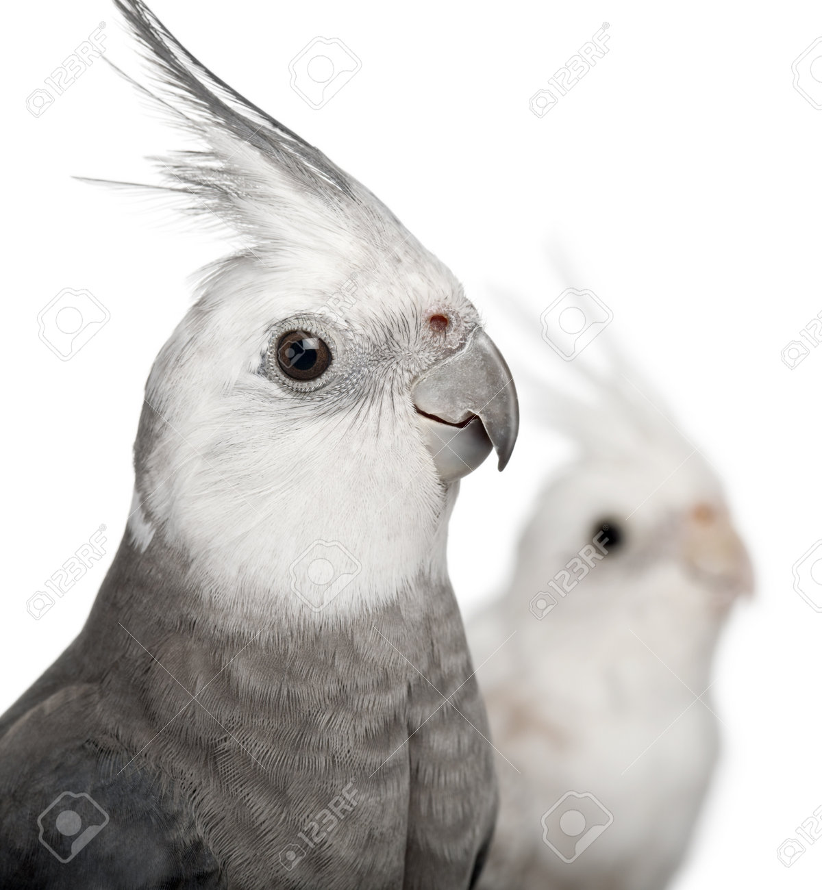 オスとメスのオカメインコ 白い背景の前に Nymphicus Hollandicus のクローズ アップ の写真素材 画像素材 Image オスとメスのオカメインコ 白い背景の前に Nymphicus Hollandicus のクローズ アップ の写真素材 画像素材 Image