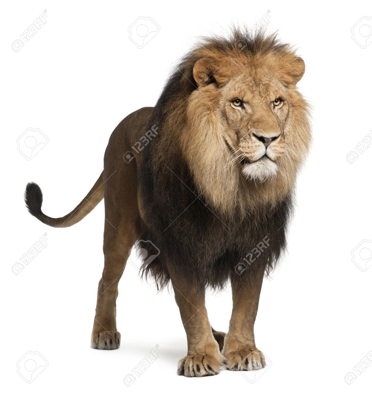 Lion, Panthera Leo, 8 Years Old, Standing In Front Of White Background  Stock Photo, Picture And Royalty Free Image. Image 11567983.