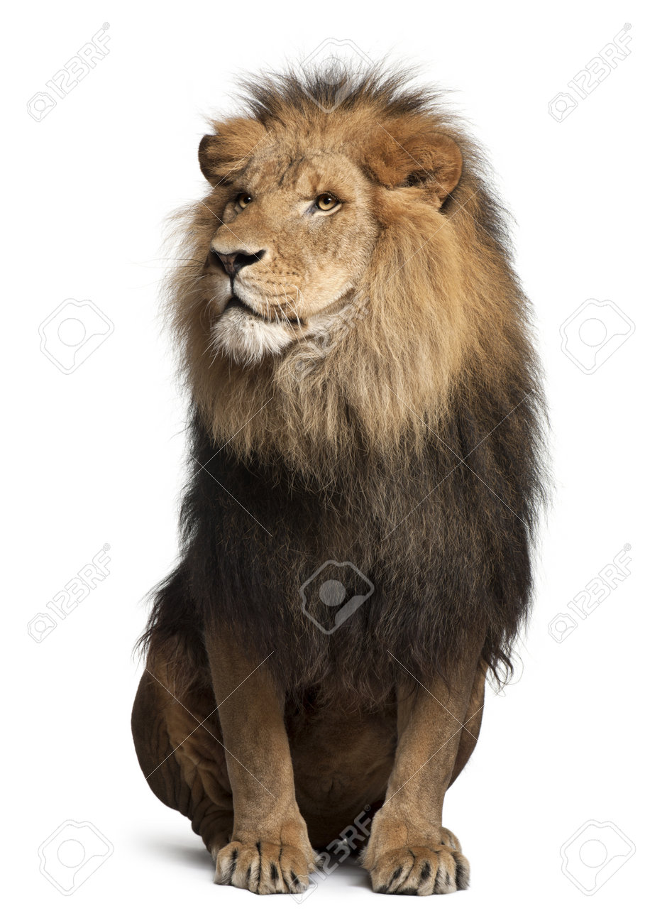 白い背景の前に座っているライオン ライオン 8 歳 の写真素材 画像素材 Image