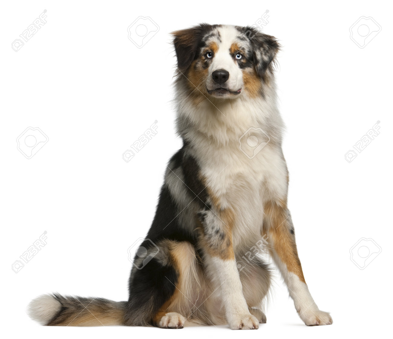 miniature australian shepherd 3 months australian shepherd stock photos u0026 pictures royalty free miniature australian shepherd 3 months australian shepherd stock photos u0026 pictures royalty free