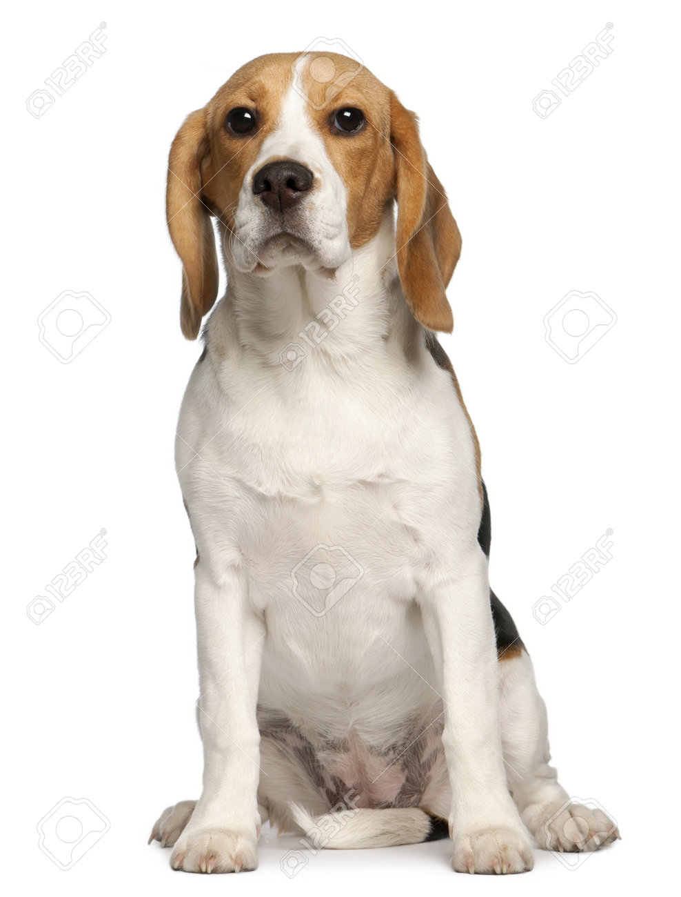 Immagini Stock Beagle Cucciolo 6 Mesi Di Età Seduto Davanti A