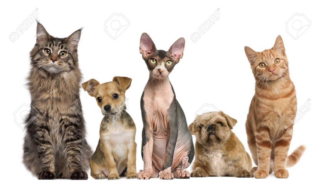 cats and dogs essays cats and dogs essays