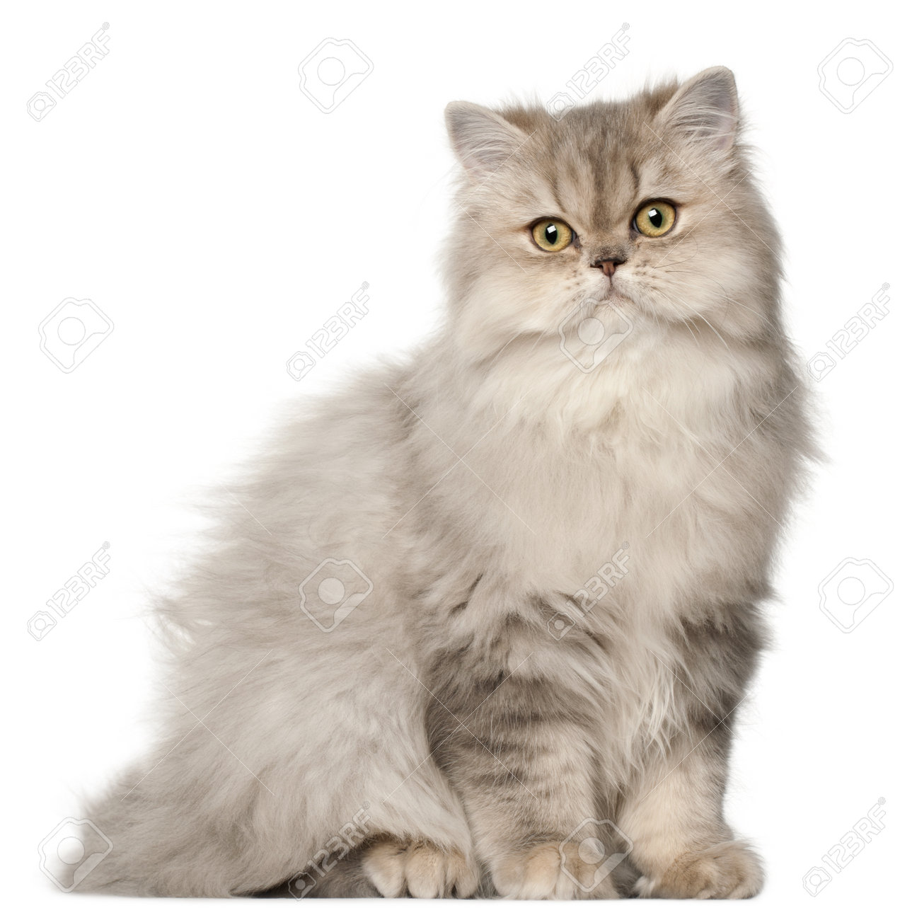 Persian Cat Sitting In Front Of White Background Stock Photo Picture And Royalty Free Image Image