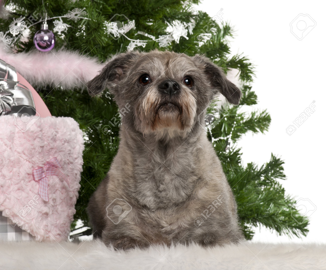 havanese gifts