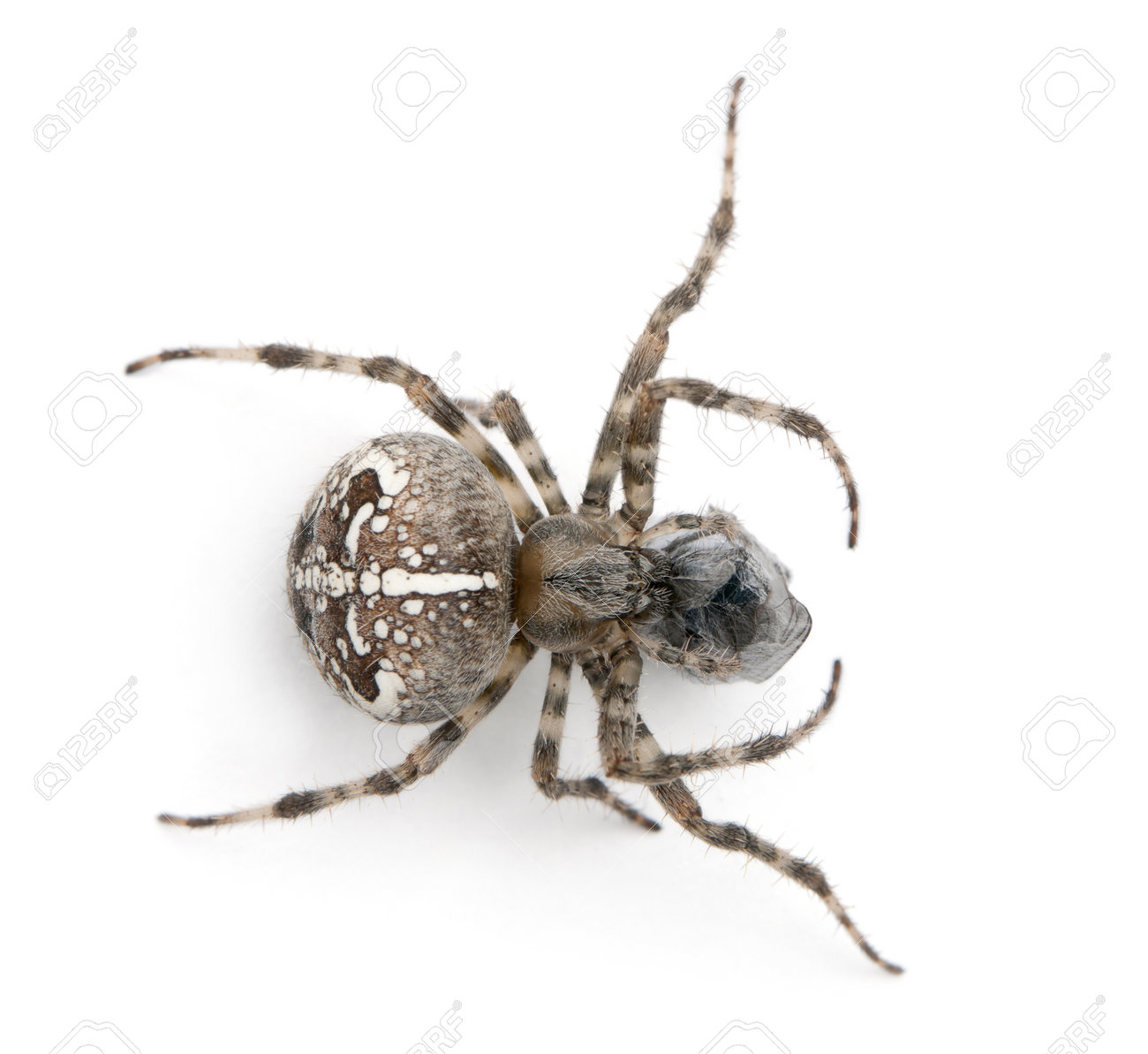 European garden spider, diadem spider, cross spider, or cross..