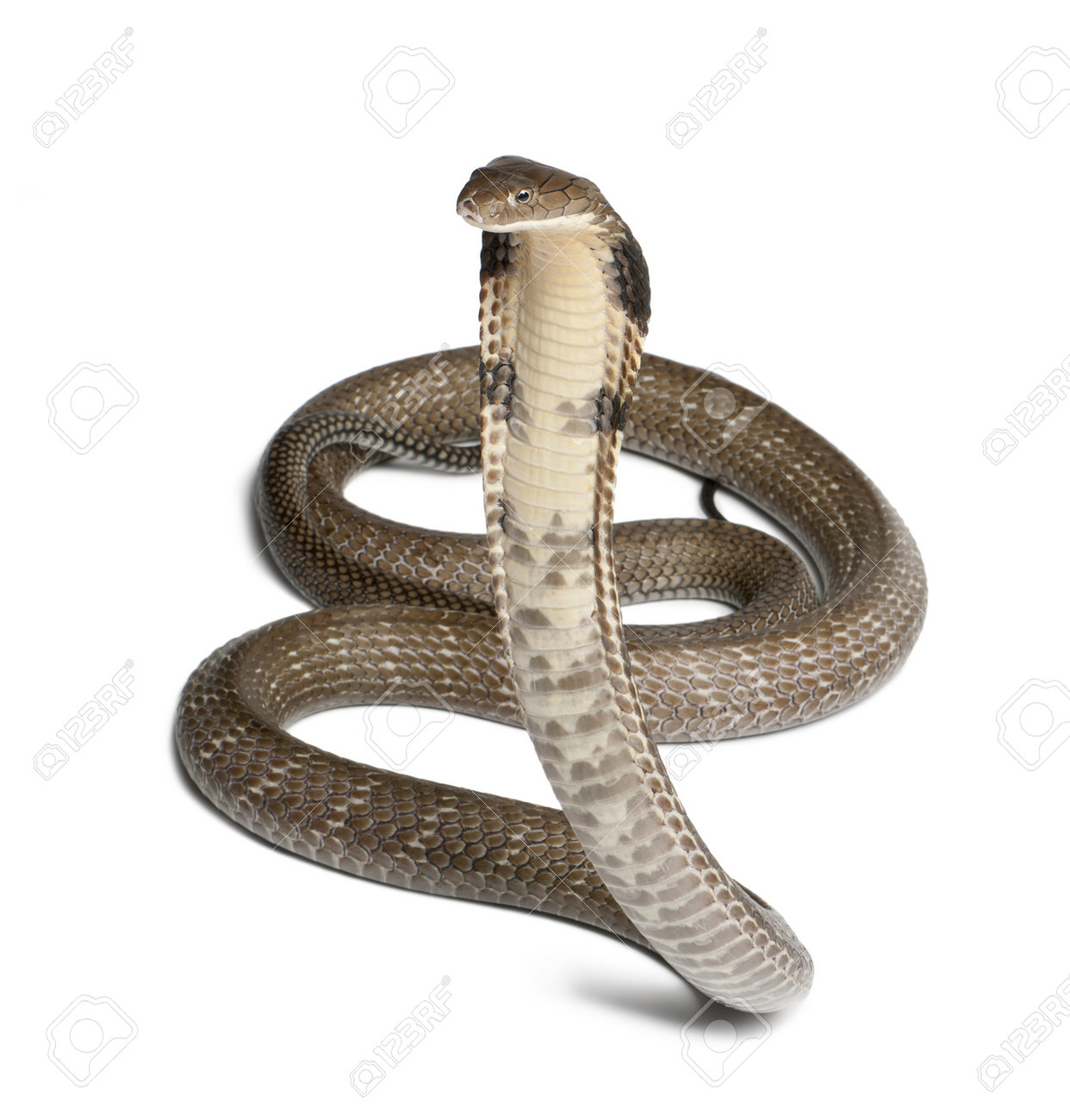 king cobra - Ophiophagus hannah, poisonous, white background - 13582558 king cobra - Ophiophagus hannah, poisonous, white background - 13582558
