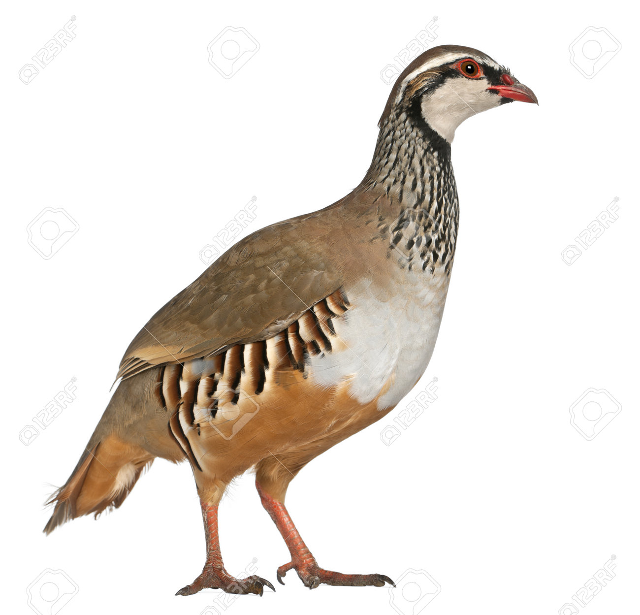 Rothuhn Oder Franzosisch Partridge Alectoris Rufa Ein Spiel Vogel In Der Familie Fasan Stand Vor Weissem Hintergrund Lizenzfreie Fotos Bilder Und Stock Fotografie Image 13586863