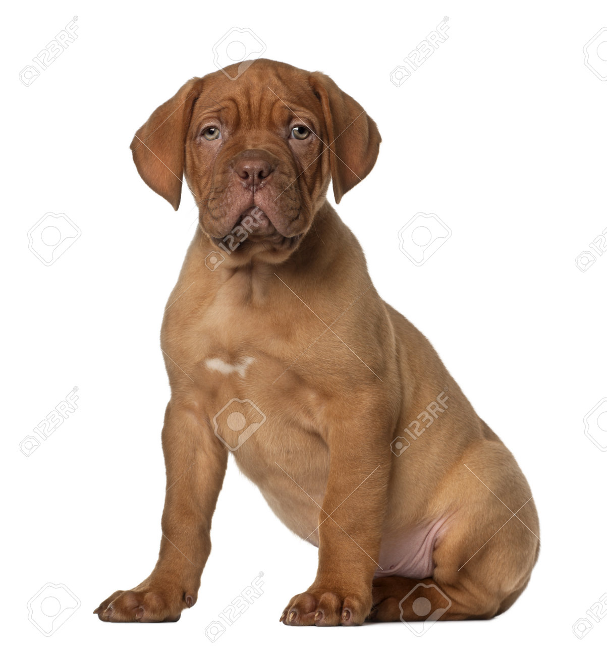 dogue de bordeaux pictures