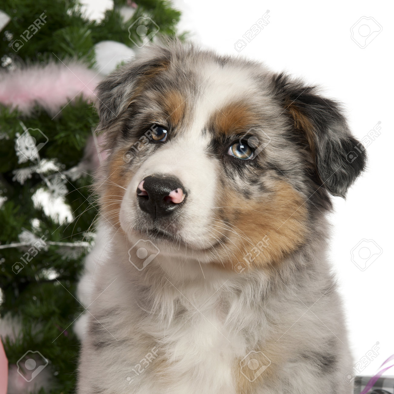オーストラリアン シェパードの子犬 2 ヶ月 クリスマス ツリーとギフトの白い背景の前で の写真素材 画像素材 Image オーストラリアン シェパードの子犬 2 ヶ月 クリスマス ツリーとギフトの白い背景の前で の写真素材 画像素材 Image