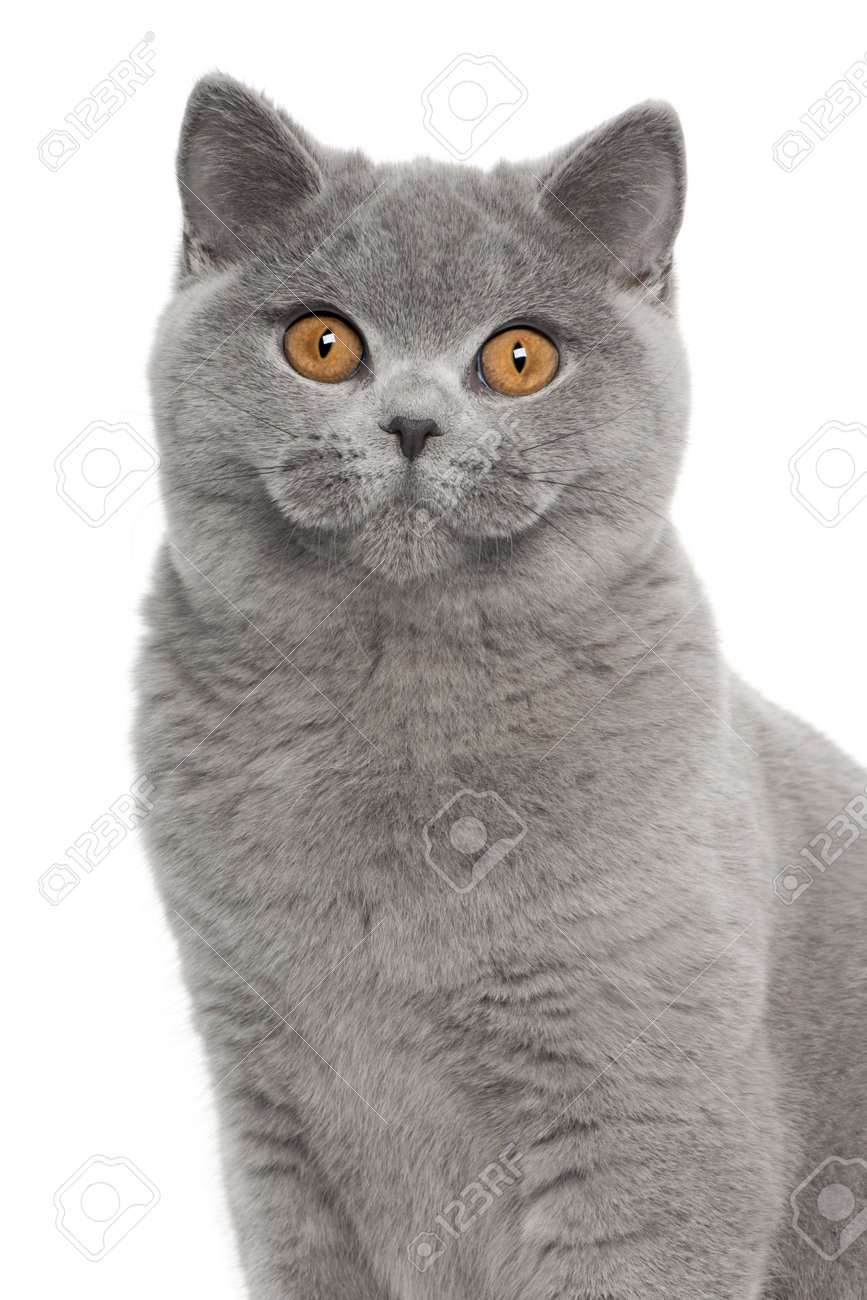 5 month old british shorthair