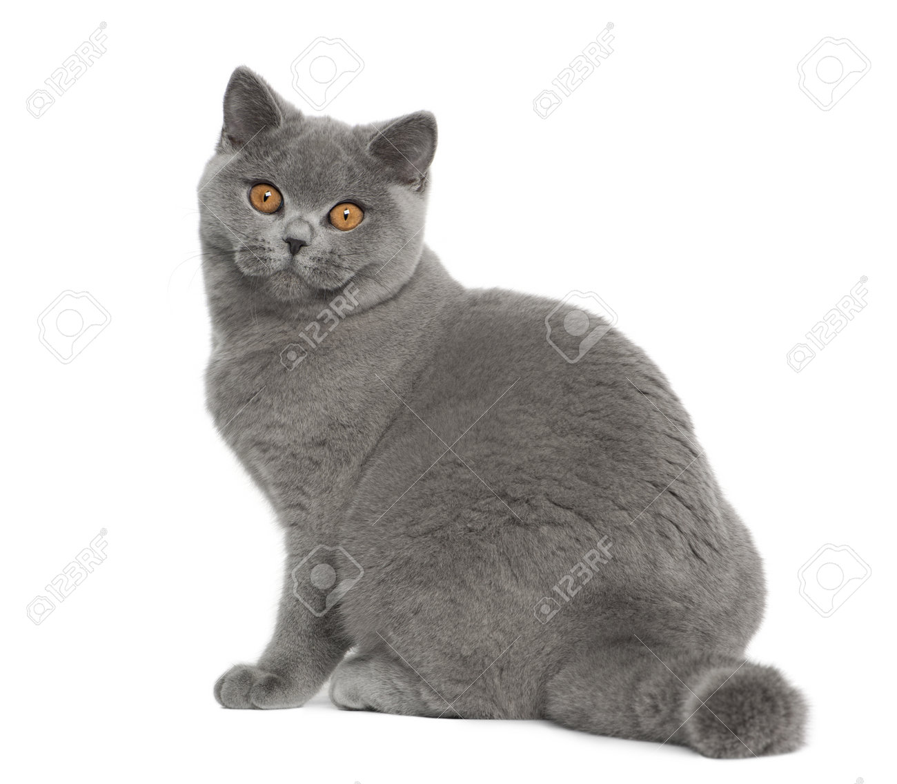 5 month old british shorthair