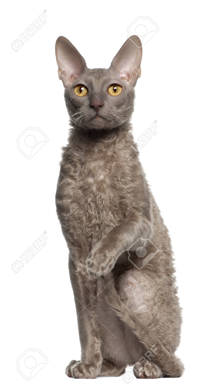 cornish rex price