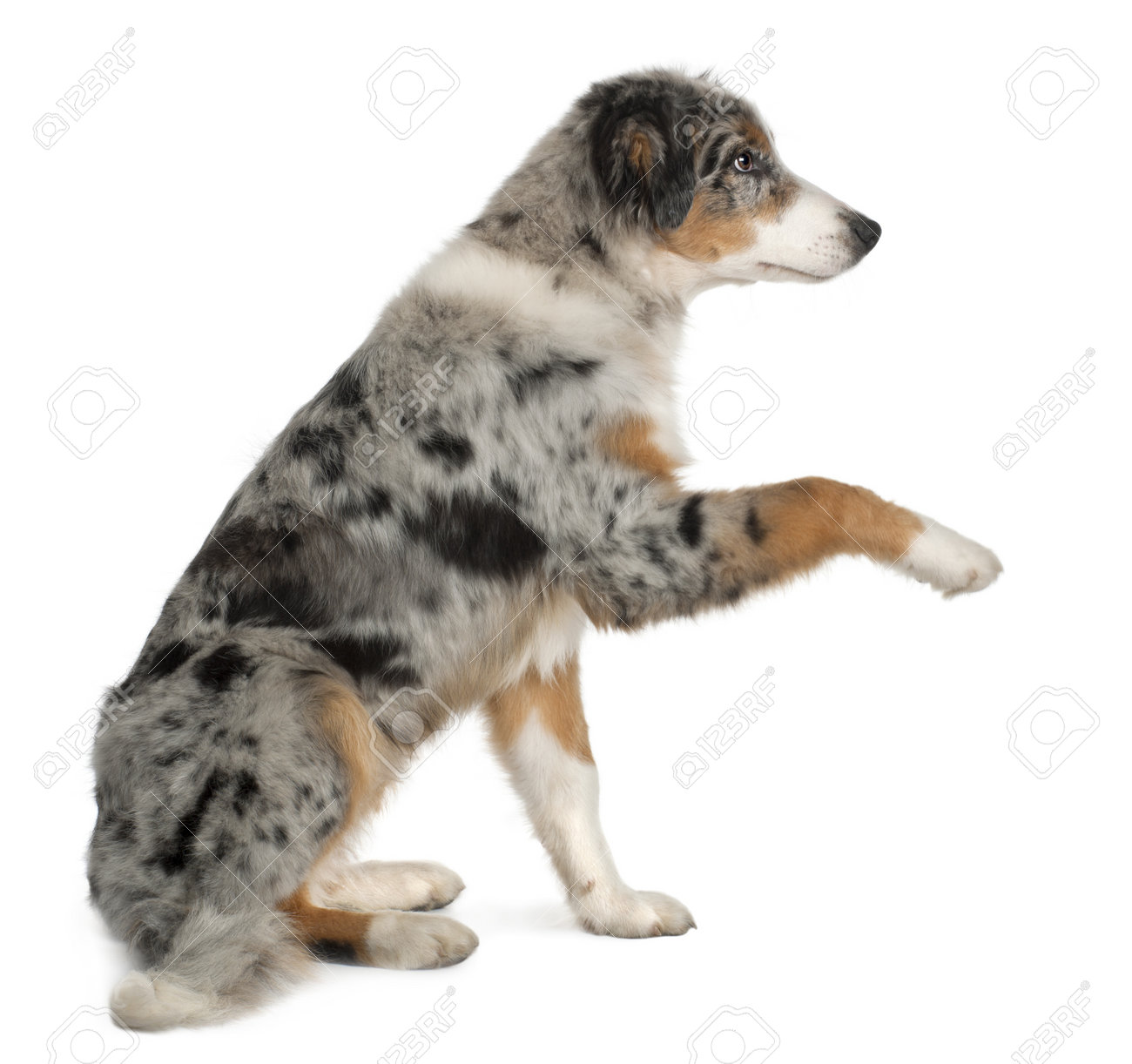 5 month old miniature australian shepherd australian shepherd dogs stock photos royalty free australian 5 month old miniature australian shepherd australian shepherd dogs stock photos royalty free australian