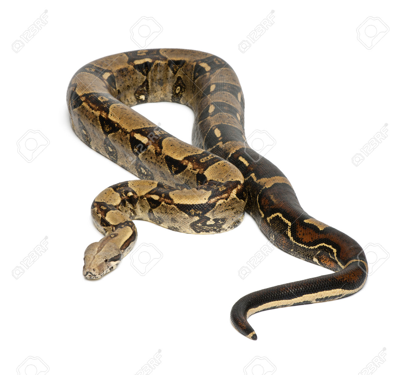 Immagini Stock Comuni Del Nord Boa Boa Constrictor Imperator Imperator E Il Colore Sfondo Bianco Image 14275776