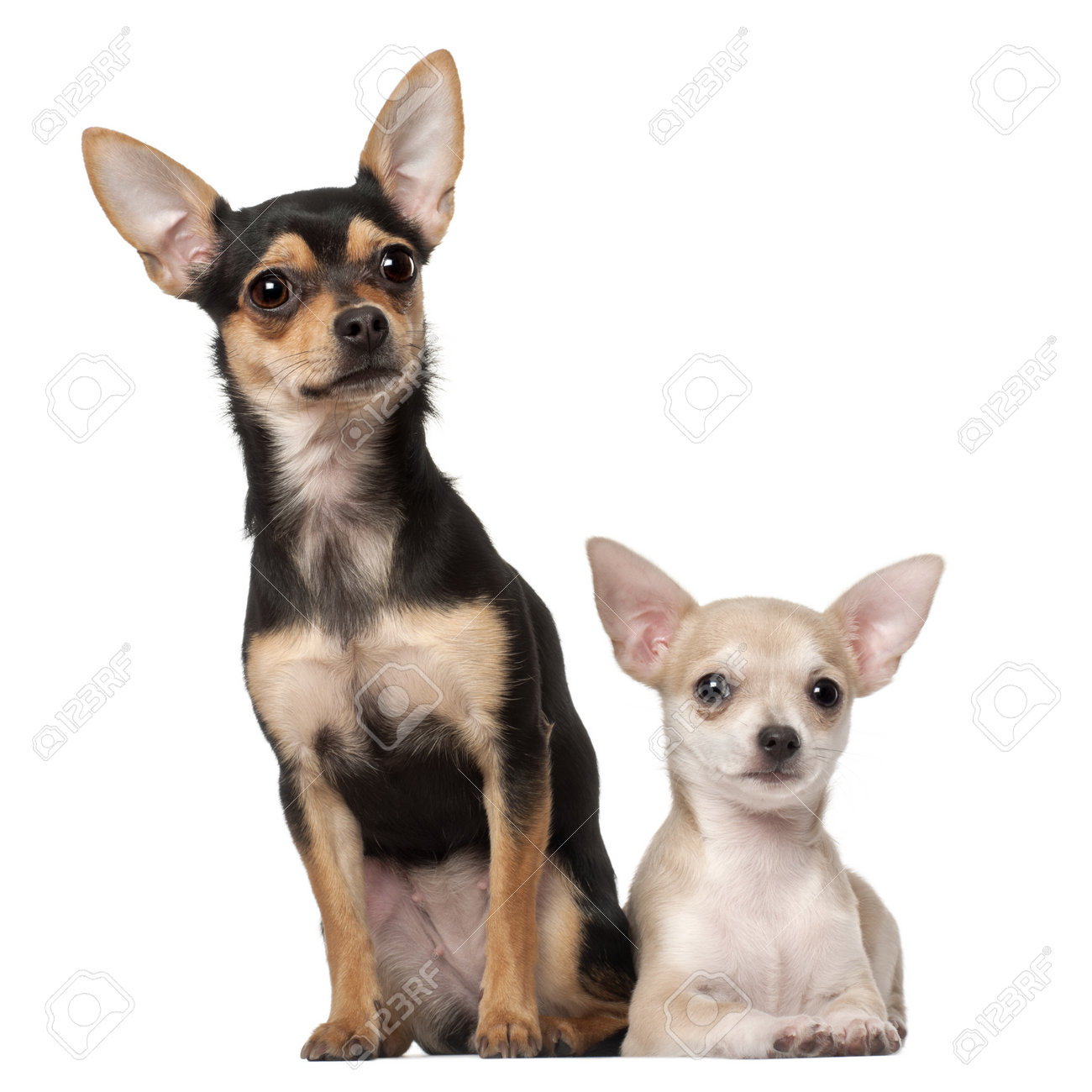 1 year old chihuahua