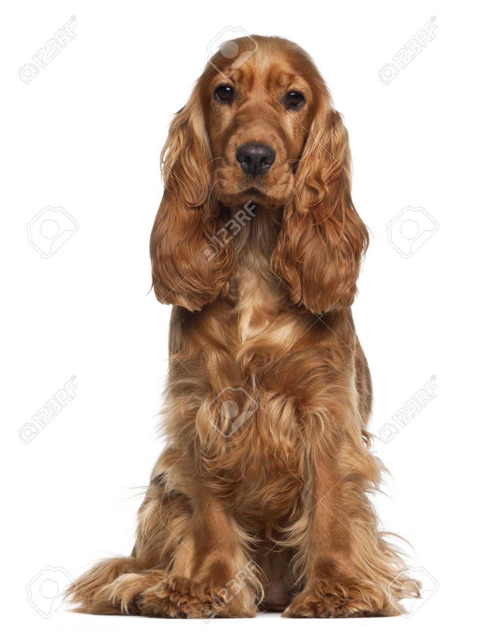 english cocker spaniel 9 months old sitting against white