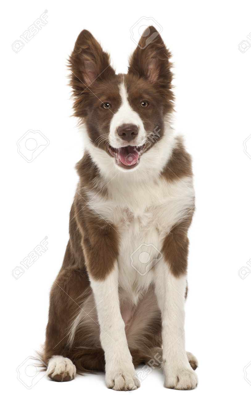 border collie puppy 5 months
