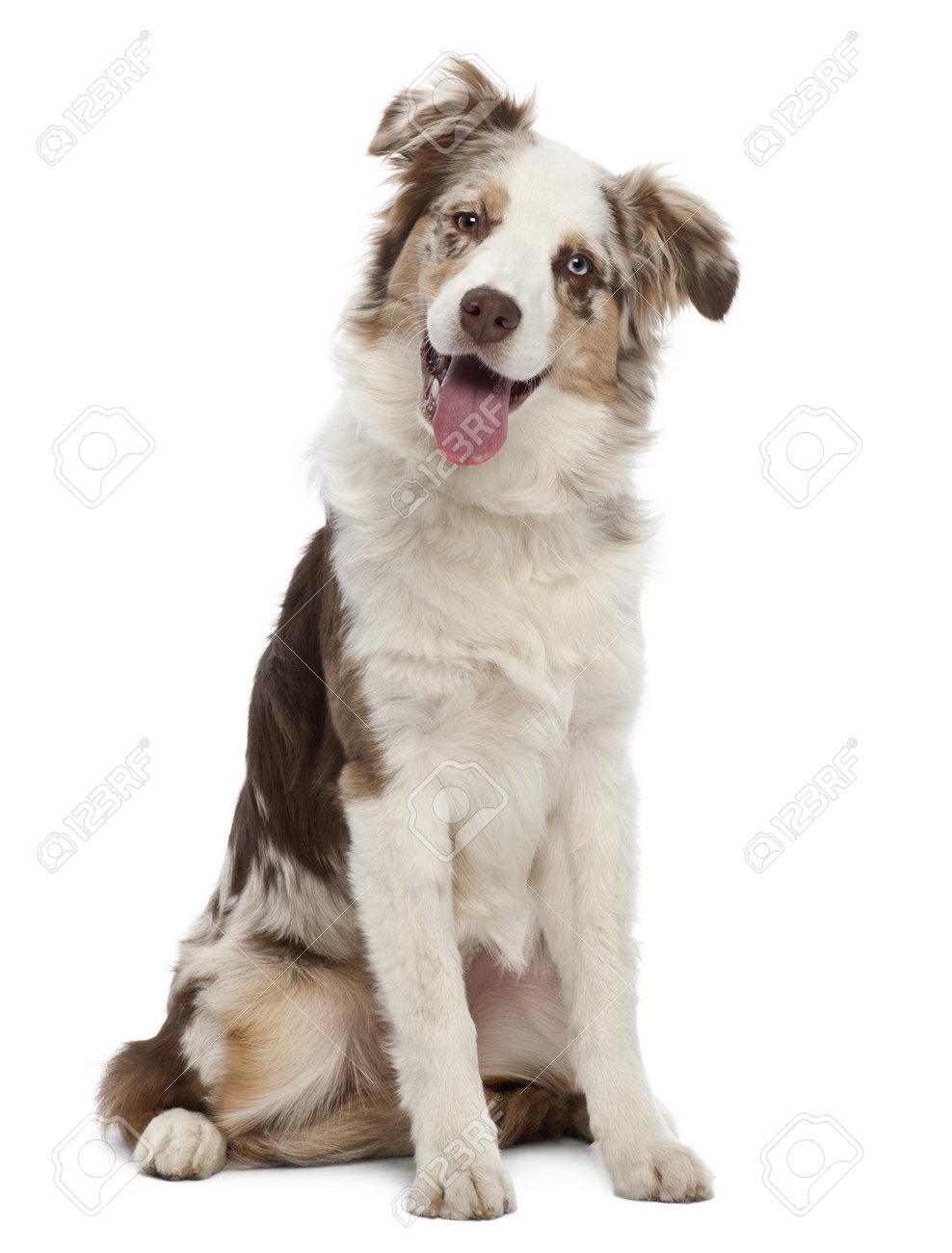 australian shepherd puppy training australian shepherd dog images u0026 stock pictures royalty free australian shepherd puppy training australian shepherd dog images u0026 stock pictures royalty free