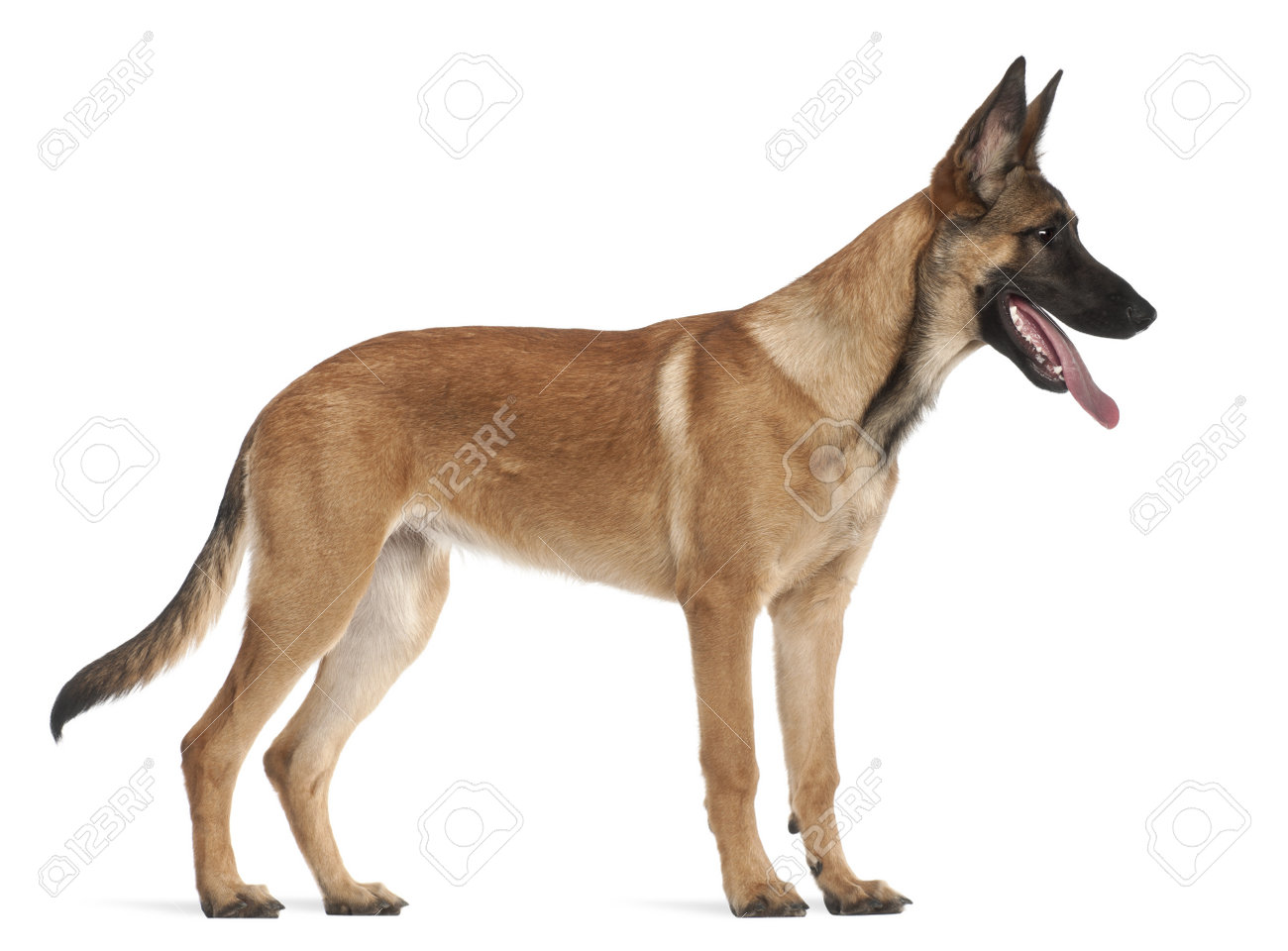 ベルジアン シェパード ドッグ子犬 5 か月古い 白い背景に対して立ってください の写真素材 画像素材 Image ベルジアン シェパード ドッグ子犬 5 か月古い 白い背景に対して立ってください の写真素材 画像素材 Image