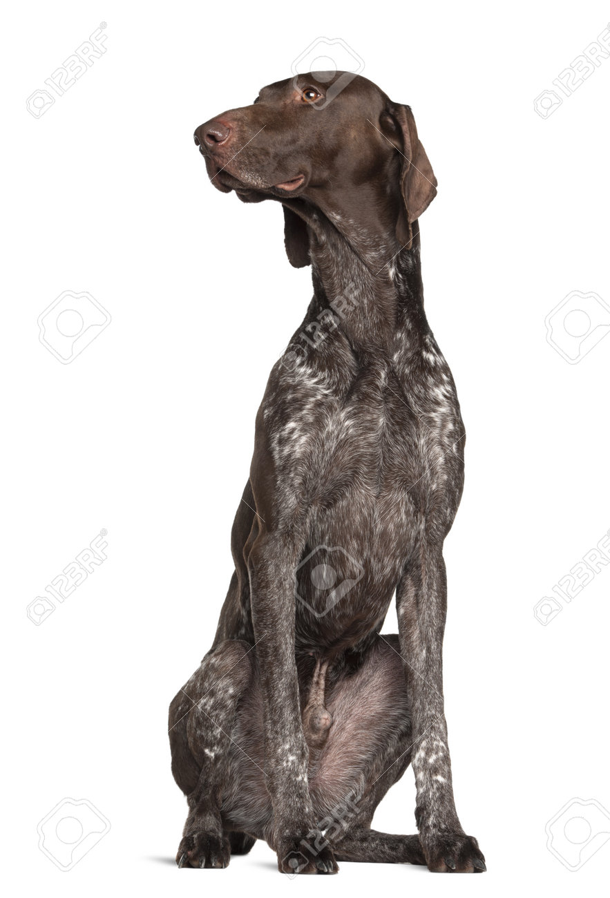 German Shorthaired Pointer 4 Years Old Sitting Against White