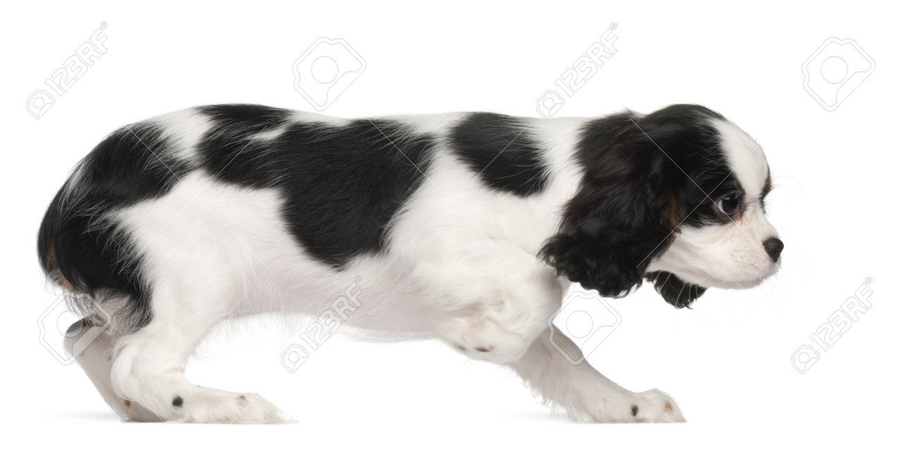 キャバリア キング チャールズ スパニエルの子犬は 3 ヶ月 白い背景に の写真素材 画像素材 Image