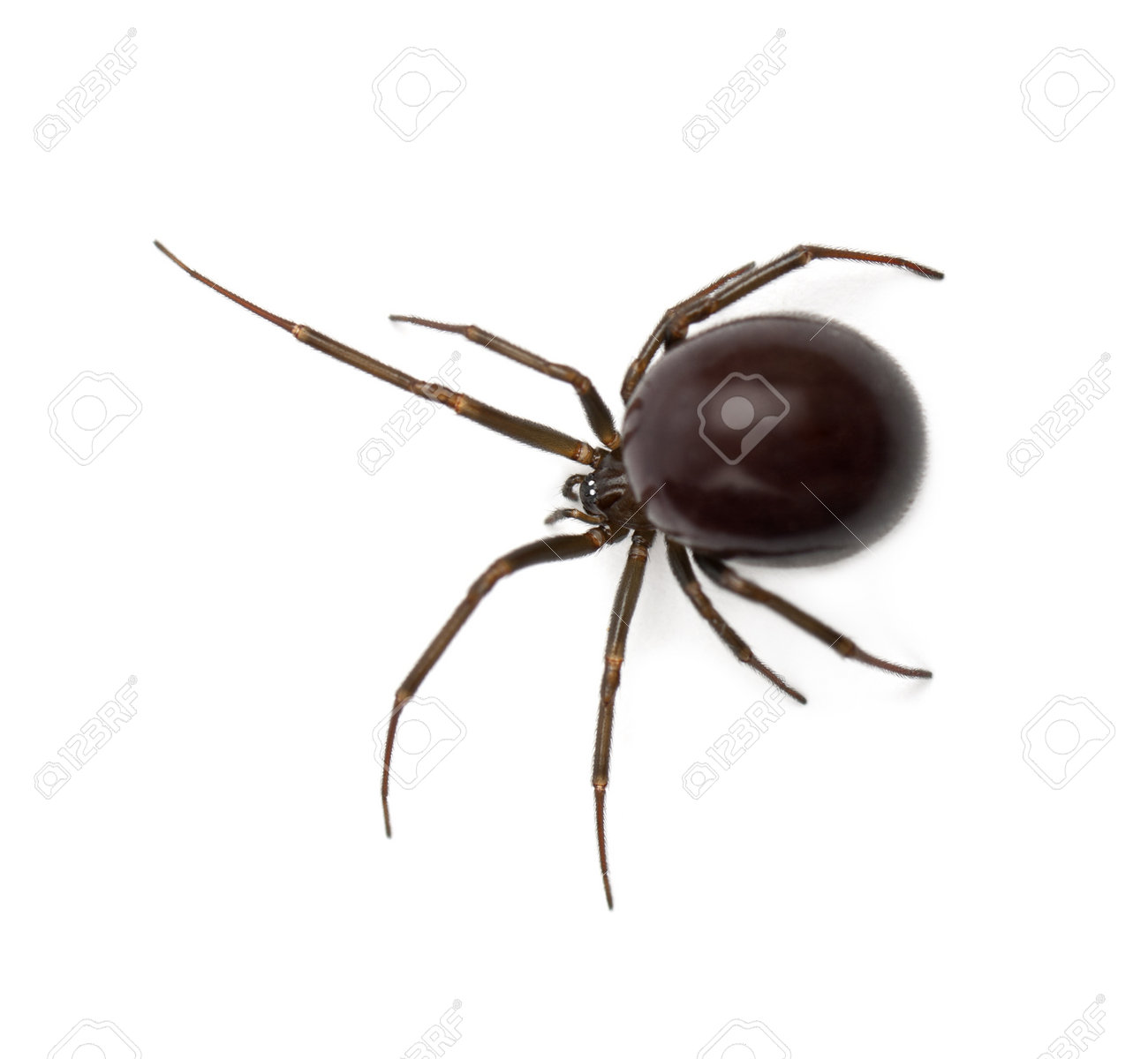 Common house spider images Common house spider images